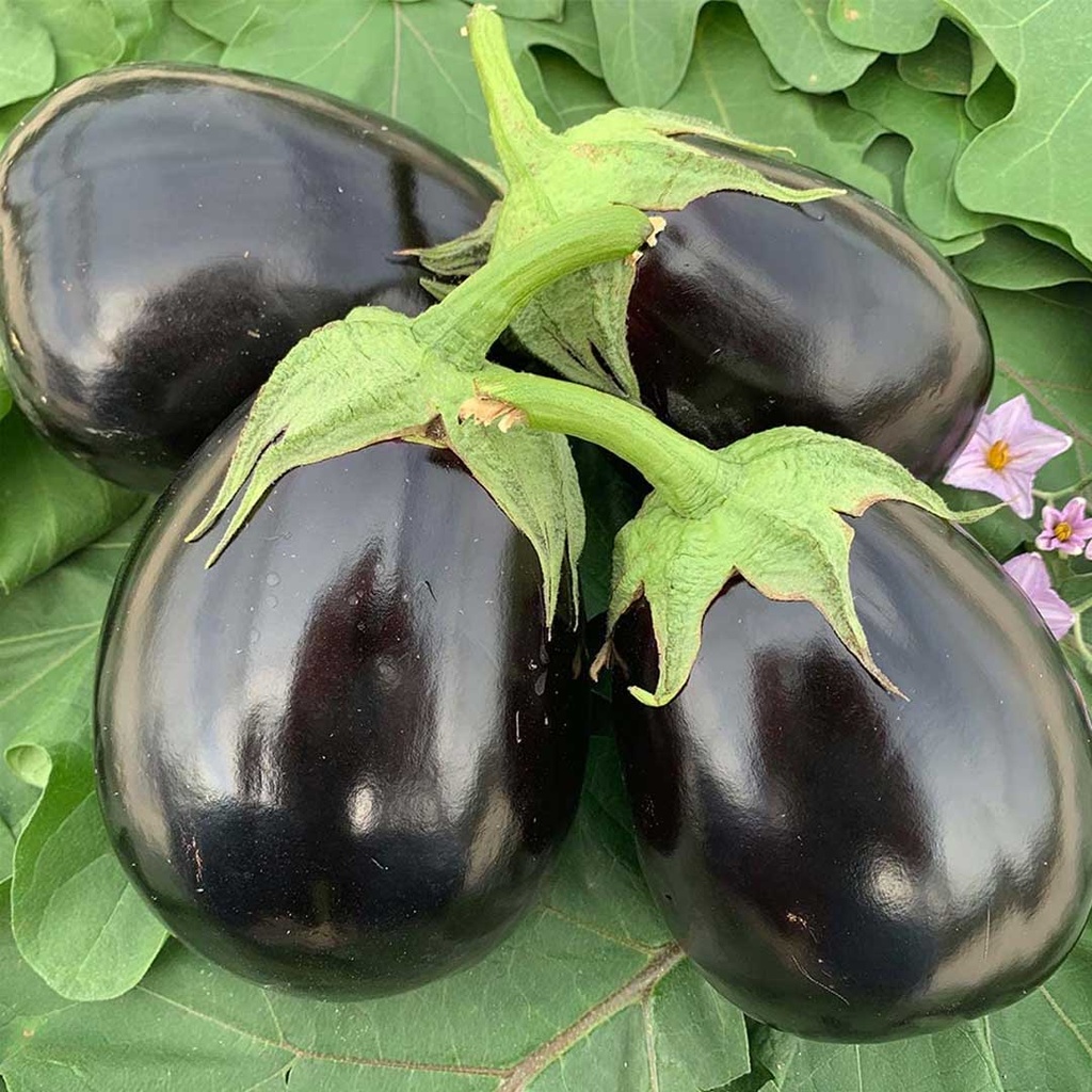 BRINJAL BLACK LOOSE
