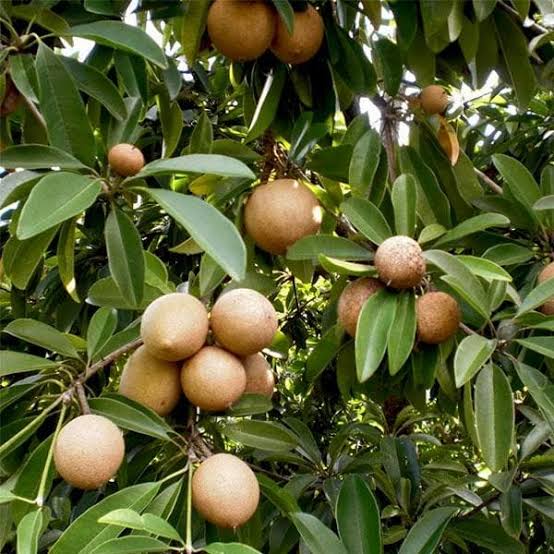 Sapota (raw)