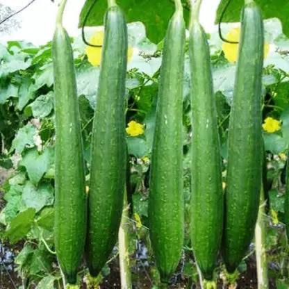 Sponge Gourd (Nethi Beerakaya)