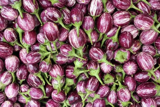 BRINJAL WHITE STRIPE