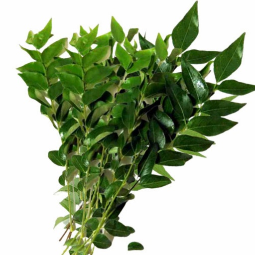 CURRY LEAVES (Karivepaku)
