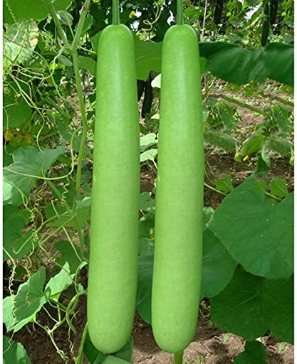 BOTTLE GOURD (Sorakaya) (Medium)